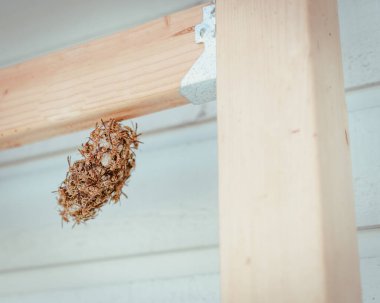 Upside-down umbrella wasp nest made of wood fiber and saliva of popular paper wasps near wooden structure joist hanger of residential house siding in Dallas, Texas, bright yellow, black stripes. USA clipart