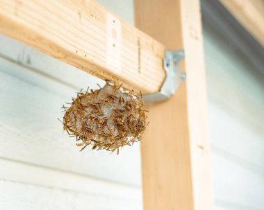 Dallas, Teksas 'ta, ev kenarlarında bulunan popüler kağıt eşekarılarının tükürüğünden ve ağaç lifinden yapılmış büyük eşek arısı kovanlı kiriş ahşap yapı parlak sarı ve siyah çizgili eşekarıları. ABD
