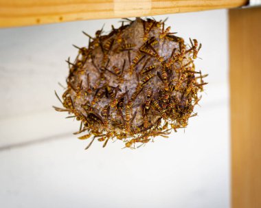 Tepetaklak şemsiye eşekarısı yuvası ahşap iplik ve popüler kağıt eşekarılarının tükürüğünden yapılmıştır. Dallas, Teksas 'taki ev kaplamasının ahşap yapı kiriş askısı, parlak sarı, siyah çizgili. ABD