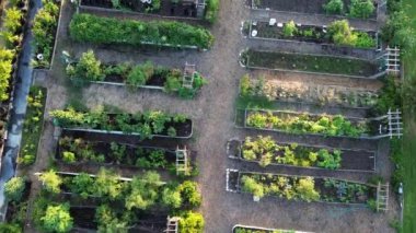 Ahşap ve metal galvanizli sıra yükseltilmiş yataklar Coppell 'deki halk bahçesinde, Dallas Fort Worth Metroplex' in banliyölerinde, organik yetişen sebze grupları bahçeler yeşil, üstgeçit, Texas