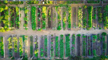 Ahşap ve metal galvanizli sıra yükseltilmiş yataklar Coppell 'deki halk bahçesinde Dallas Fort Worth Metroplex' in banliyölerinde organik sebze yetiştirme grubu tahsis arazisi yeşillikleri, hava manzarası. ABD
