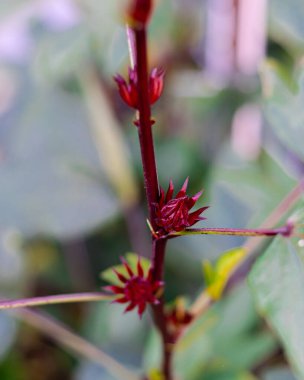 Roselle calyx close-up hanging on vertical branch of Hibiscus sabdariffa or Asian sour leaf at backyard garden in Dallas, Texas, homegrown flowering plant with edible leaves, calyces, and flowers. USA clipart