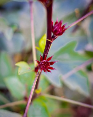 Yakın plan genç yapraklar ve Hibiscus Sabdariffa 'nın dalında asılı Roselle Calyx ya da Dallas, Teksas' taki arka bahçe bahçesinde ekşi yaprak yenilebilir yapraklar, süsler, çiçekler. ABD