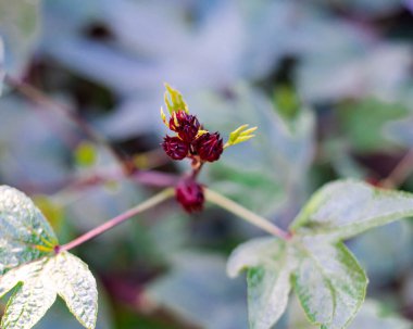 Seçici odak noktası Roselle Calyx 'in Hibiscus Sabdariffa' nın dalına ya da Dallas, Teksas 'taki arka bahçedeki Asya ekşi yaprağına yenilebilir yapraklı, kalibreli, çiçekli ev bitkisi. ABD