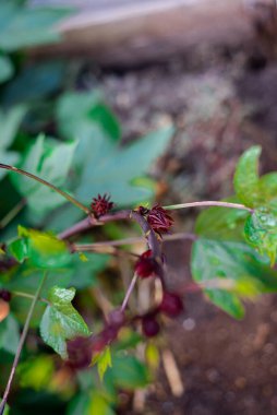 Hibiscus Sabdariffa ya da Teksas 'taki Asya ekşi yaprağının dalında sallanan sağlıklı Roselle Calyx bahçesine ev yapımı organik çiçek yaprakları, süsler, çiçekler yenilebilir. ABD