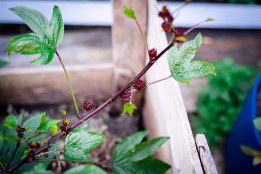 Wooden raised bed with roselle calyx hanging on branch of Hibiscus sabdariffa or Asian sour leaf at backyard garden in Dallas, Texas, homegrown flowering plant leaves, calyces, flowers are edible. USA clipart