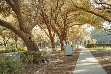Şehir merkezindeki Çiftçi Branch, Texas 'taki City Hall yakınlarındaki yemyeşil ağaçların altındaki kaldırım yolu Dallas County' nin banliyösü, DFW metroplex, yemyeşil Güney meşesi, iyi korunmuş manzara. ABD