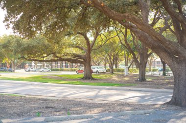 Gölgeli sokak ve park alanı yemyeşil ağaçların altında şehir merkezindeki Çiftçi Branch, Texas 'taki Belediye Binası yakınlarındaki DFW Metroplex' teki Dallas banliyösü uzun, olgun Güney meşeleri, bakımlı. ABD