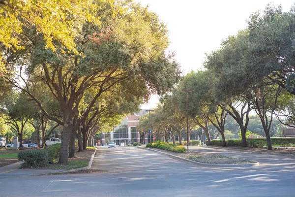 Charming Tree, Dallas County 'nin DFW metropolisinin bir şehri olan Farmers Branch, Texas Belediye Binası' na rehberlik etti. Uzun, olgun, yemyeşil meşe ağaçları vardı. ABD