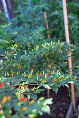 Bambu kazıkları acı biber bitkisinin rengarenk kırmızı yeşil biberlerle, kırmızı biberli kırmızı biberlerle, biberli sirkeyle, Teksas 'ta arka bahçeyle büyümesini destekler. ABD