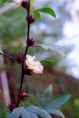 Yukarı bakan çiçek açan pembe çiçek Hibiscus Sabdariffa 'nın Roselle Calyx' i ya da Dallas, Teksas 'taki arka bahçe bahçesinde Asya ekşi yaprağı yenilebilir yapraklar, süsler ve çiçekler. ABD