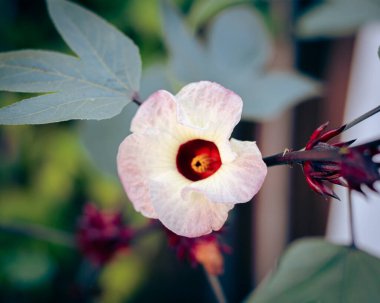 Yakın planda çiçek açan Roselle calyx çiçeği Hibiscus Sabdariffa 'nın dalında ya da Dallas, Teksas' taki arka bahçe bahçesinde Asya ekşi yaprağı yenilebilir yapraklar, süsler ve çiçekler. ABD