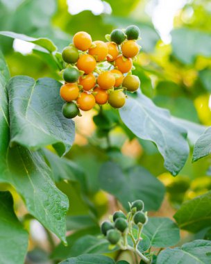 Close-up cluster of ripe and green dwarf tamarillos on bush plant at organic backyard garden in Dallas, Texas, tropical shrub produces small, orange fruits velvet peach, Cyphomandra abutiloides. USA clipart