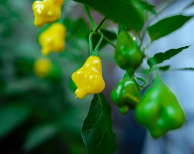 Green and yellow Aji Fantasy pepper on plant branch at backyard garden in Dallas, TX, unique translucent bonnet-shaped chili Capsicum baccatum developed in Finland, rounded top pinched middle. USA clipart