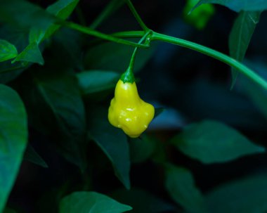 Dallas, TX 'teki bahçe bahçesinde bitki dalı yeşil yapraklı olgun sarı Aji Fantezi biberi, Finlandiya' da geliştirilen şeffaf kaput şekilli kırmızı biber bakterisi, orta kısımda yuvarlak yuvarlak yuvarlak. ABD