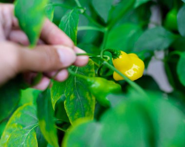 Dallas, TX 'teki bahçe bahçesinde yetişmiş eşsiz olgun sarı Aji Fantasy biberi tutan Asyalı bir adam. Finlandiya' da geliştirilen şeffaf başlık şeklindeki kırmızı biber bakterisi orta kısımda yuvarlanmış. ABD