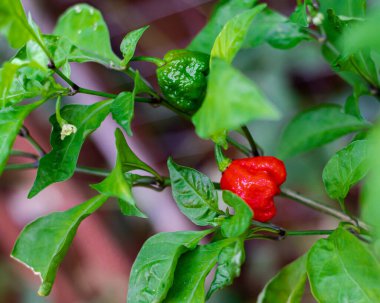 Yeşil, kırmızı meyveler ve Carolina Reaper biberleri Amerikan üreticisi tarafından geliştirilen ikinci en sıcak kırmızı biber, Dallas, Teksas arka bahçesinde hasat edilmeye hazır. ABD