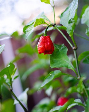 Lookup view ripe Carolina Reaper chili pepper ready to harvest at backyard garden in Dallas, Texas, world second hottest chili, cultivar of Capsicum chinense plant developed by American breeder. USA clipart