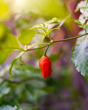 Kırmızı hayalet biber Bhut jolokia hibrid chili Dallas, Teksas 'ın arka bahçesinde yeşil yeşillik toplamaya hazır, dünyanın en sıcak biberlerinden biri, Capsicum chinense bitkisinin bir tarlası. ABD