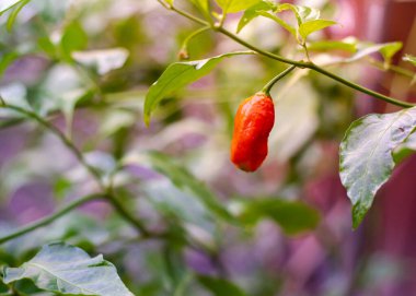 Kırmızı hayalet biber Bhut jolokia hibrid chili Dallas, Teksas 'ın arka bahçesinde yeşil yeşillik toplamaya hazır, dünyanın en sıcak biberlerinden biri, Capsicum chinense bitkisinin bir tarlası. ABD