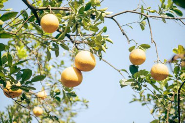 Hanoi 'de hasat etmeye hazır açık mavi gökyüzünün altında sarı greyfurt ağacı tohumu. Dien citrus yadigarı greyfurt meyvelerini bahçedeki ağaç dalına asıyor. Vietnam