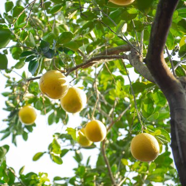 Hanoi 'de toplanmaya hazır açık mavi gökyüzünün altında olgun greyfurt ağaçlarından oluşan büyük bir dal. Dien citrus yadigarı greyfurt dalını bahçenin bahçesine asıyor. Vietnam