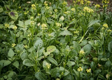 Pest attack damage on leaves of flowering Kai lan or Chinese broccoli blooming yellow flower at vegetable garden traditional farming in Thai Binh, Vietnam, thick stems, glossy kale leafy greens. Asia clipart