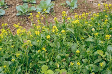 Tayland Binh, Vietnam 'daki geleneksel bahçede karışık sebzeler, çiçek açan Kai lan veya Çin brokolisi çiçek açan sarı çiçekler, kalın saplar ve parlak mavi yapraklar Çin lahana yapraklı yeşiller. Asya