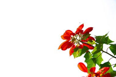 Çiçek açan noktalı çalılar Mai Chau, Hoa Binh, Vietnam 'da beyaz arka planda izole edilmiş, kırmızı yeşil yapraklarıyla tanınan tropikal çiçekler, Noel çiçekleri ve daimi bitkilerde yaygın olarak kullanılır. Asya