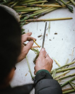 Thysanolaena latifolia ya da Kaplan otundan Asya eliyle Vietnam 'da bulunan Crambid güvesi ya da Brihaspa atrostigmella ya da Sau Chit' i hasat etmek, Kuzeybatı Vietnam 'dan özel tıp ve gıda kaynağı. Asya