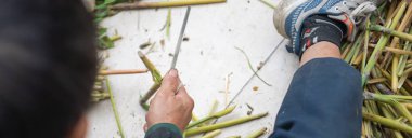 Panorama manzaralı Asyalı adam keskin bir bıçakla Kaplan otunu bölerek Crambid Güvesi 'ni, Brihaspa' yı, Vietnam 'da Sau Chit' i, özel tıbbı, Kuzeybatı Vietnam 'ı biçiyor. Asya