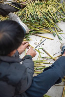 Thysanolaena latifolia ya da Kaplan otundan Asya eliyle Vietnam 'da bulunan Crambid güvesi ya da Brihaspa atrostigmella ya da Sau Chit' i hasat etmek, Kuzeybatı Vietnam 'dan özel tıp ve gıda kaynağı. Asya