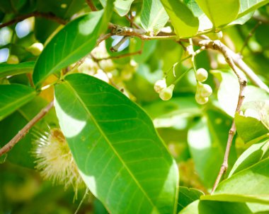 Genç meyve kümesi Syzygium samarangense veya çiçek açan Java elması My Khanh, Can Tho, Vietnam, wax, chomphu, Java, water guava 'daki meyve bahçesinde yeşil yapraklar. Asya