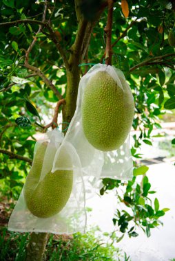 Cluster of jackfruits inside white polypropylene protection bag with room to growth at fruit orchard in Can Tho, Vietnam, anti-insect, rain proof, netting, breathable, reusable with drawstring. Asia clipart