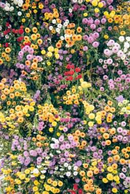 Doğal güzellik, ponpon çiçekleri rengarenk çiçek karışımı duvar kağıtları arka plan, top yuvarlak şekil açıklığının taç yaprakları düzeninde uzun süre taze çiçek seçimi, Hanoi 'de simetrik üniforma. Vietnam