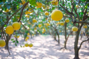 Selective focus ripe yellow grapefruit with blurry row of abundant trees Asian pomelos ready to harvest in Hanoi, hanging Dien citrus heirloom fruits branch backyard organic farm garden sunny. Vietnam clipart