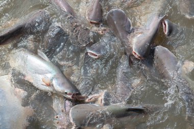 Pangasius bocourti Vietnamlı basa balığı ya da swai balıklarının yoğun görüntüsü Can Tho, Vietnam 'da Mekong Nehri boyunca Mekong Nehri boyunca balık çiftliği, yayın balığı ailesi çılgınlığı. Asya