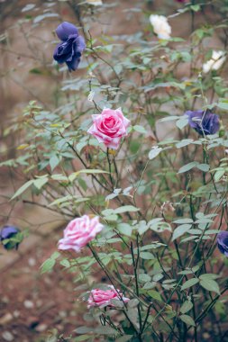 Menekşe rengi, pembe, kırmızı, kremalı beyaz güller Mai Chau 'da, Hoa Binh' de, Vietnam 'da çiçek açıyor, doğada çift çiçek sergiliyor, dal dalları, birden fazla taç yaprağı katmanları. Asya