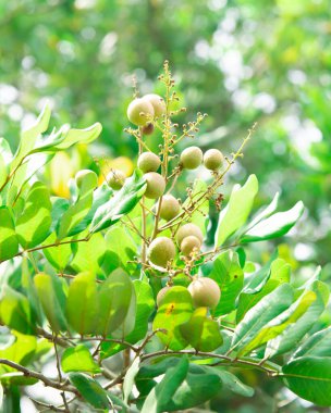 Cluster of immature young fruits longan with green foliage leaves background at tropical orchard in Can Tho, Vietnam, Dimocarpus longan or dragon's eye is the tropical tree soapberry Sapindaceae. Asia clipart