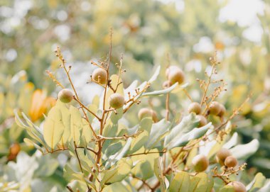 Upward view immature young fruits longan with green foliage leaves background at tropical orchard in Can Tho, Vietnam, Dimocarpus longan or dragon's eye is tropical tree soapberry Sapindaceae. Asia clipart