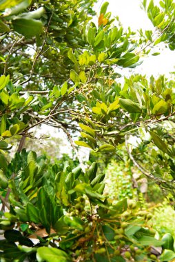 Tropical fruit orchard longan with young fruits branches green foliage leaves background at orchard in Can Tho, Vietnam, Dimocarpus longan or dragon's eye is tropical tree soapberry Sapindaceae. Asia clipart