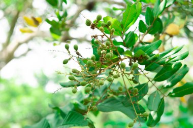 Çiçekler ve taze meyveler Con Son, Can Tho, Vietnam, Dimocarpus longan veya Ejderha Gözü 'ndeki tropik meyve bahçesinde yetişen yeşil yapraklar sabun ağacı Sapindaceae familyasından tropikal bir ağaçtır. Asya