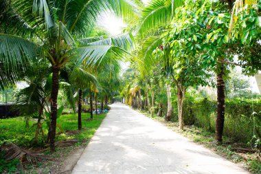 Hindistan cevizi ağacı çimento yolu boyunca uzanan ve yemyeşil tropik meyve bahçesine ve yerel eko-turizme yol açan sokak tüneli, Can Tho, Vietnam 'da çevre ve koruma seyahati. Asya