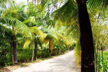 Hindistan cevizi ağacı çimento yolu boyunca uzanan ve yemyeşil tropik meyve bahçesine ve yerel eko-turizme yol açan sokak tüneli, Can Tho, Vietnam 'da çevre ve koruma seyahati. Asya