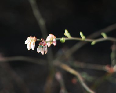 Teksas, Dallas 'taki organik bahçe bahçesinde ilkbaharın başlarında, panorama manzaralı, mavi çiçekli yabanmersini çiçekleri seçici odak çanı şekilli, pembe çiçekli estetik süsler. ABD