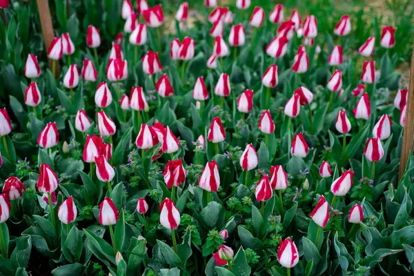 Ahşap bahçe etiketi kazıkları ve büyük kırmızı alevler ve Missouri 'de ilkbaharın başlarında çiçek çiftliğinde sabah çiyleri olan beyaz laleler Darwin ve Early lalelerinin karışımının imzası. ABD