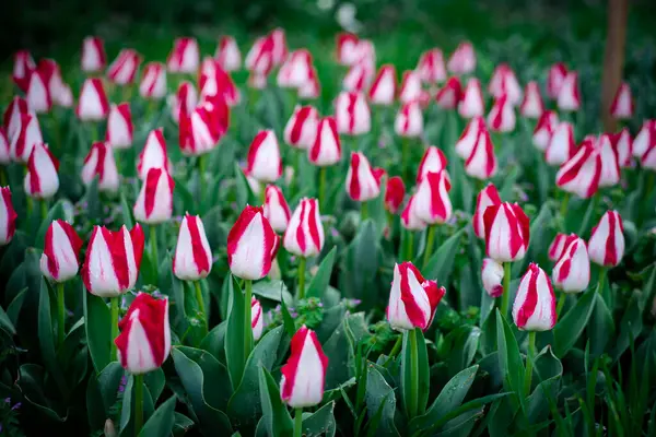 Seçici odak noktası büyük kırmızı alevler ve Missouri 'nin ilkbaharında çiçek çiftliğinde sabah çiğ taneleri olan beyaz laleler, Darwin ve Early lale sporları arasında sezonluk çapraz karışımın imzası. ABD