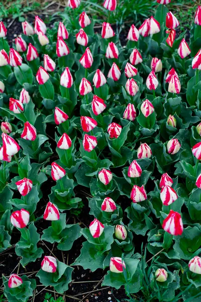 Üst manzara büyük kırmızı alevler ve Missouri 'de ilkbaharın başlarında çiçek açmaya hazır beyaz laleler Darwin ve Early lale sporları arasında özel bir karışım, mevsimsel arka plan. ABD