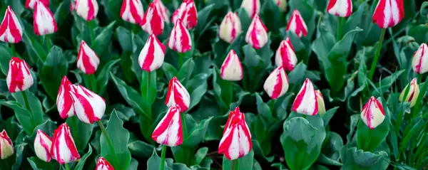 Panorama manzaralı büyük kırmızı alevler ve Missouri 'nin ilkbaharında çiçek tarhında açmaya hazır beyaz laleler Darwin, Early lale sporları ve sezonluk arka plan karışımı. ABD