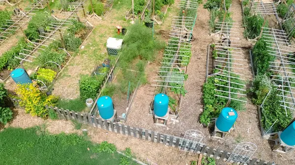 Toplum bahçesinde ahşap, metal yükseltilmiş yataklar dikey büyüyen sarmaşık, mavi yağmur suyu fıçısı, baraka, yapraklı yeşiller, Carrollton 'da hasat etmeye hazır taze ürünler, Dallas' ın banliyöleri. ABD